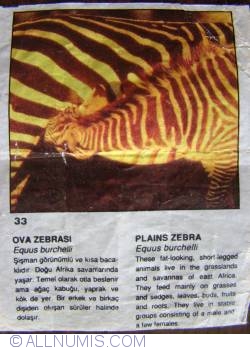 33 - Zebra comună (Equus burchelli)