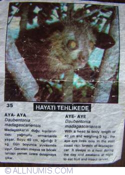 35 - Lemurul Aye-Aye (Daubentonia madagascariensis)