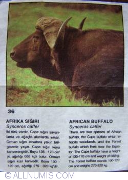 36 - Bivolul african (Syncerus caffer)