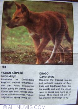 44 - Dingo (Canis dingo)