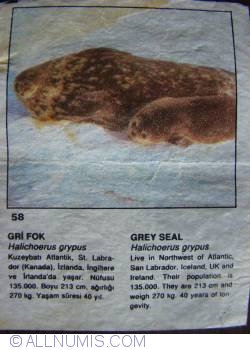 58 - Grey Seal (Halichoerus grypus)