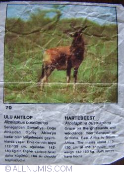 70 - Hartebeest (Alcelaphus buselaphus)