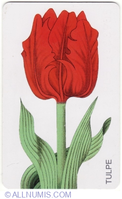Image #1 of Tulip