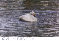 Image #2 of Swan