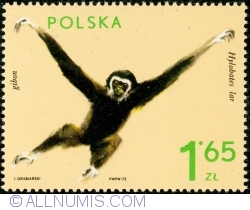 1,65 Złoty 1972 - Gibbon (Hylobates lar)