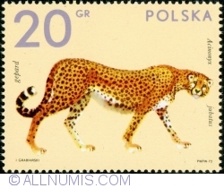 20 Groszy 1972 - Cheetah (Acinonyx jubatus)