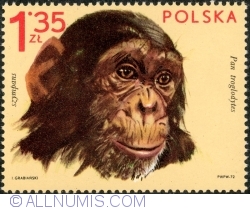 Image #1 of 1,35 Złoty 1972 - Chimpanzee (Pan troglodytes)