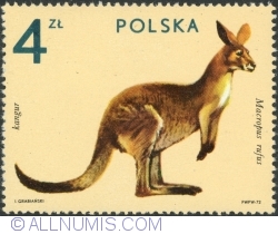 Image #1 of 4 Złote 1972 - Kangaroo (Macropus Rufus)