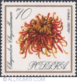 Image #1 of 10 groszy 1966 -  Chrysanthemum hybridum.