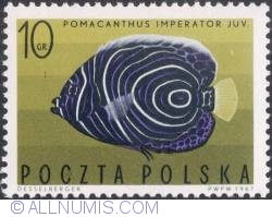 10 Groszy 1967 - Imperial angelfish (Pomacanthus imperator)