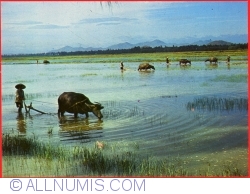 Image #1 of The rice fields