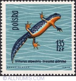 Image #1 of 1,35 złotego - Alpine newt.(Triturus alpestris)