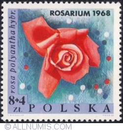 8+4 Złote 1968 - Rosa polyantha hybrida