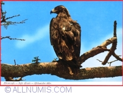 Image #1 of African eagle