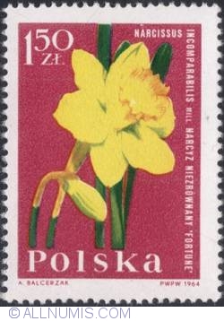 Image #1 of 1,50 złotego 1964 - Narcissus (Narcissus incomparabilis)