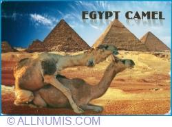 Image #1 of Camels