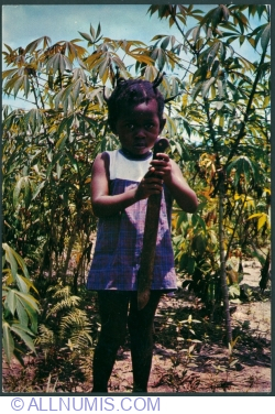 Image #1 of I grow cassava (Je cultive le manioc)
