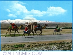 Image #1 of Baalbek - Caravan
