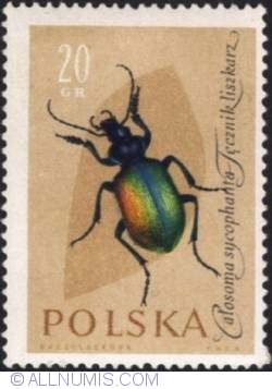 20 groszy -Ground beetle