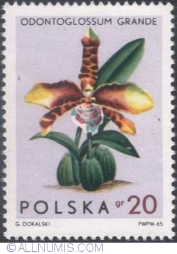20 groszy1965 -Tiger orchid (Odontoglossum grande)