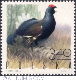 Image #1 of 3,40 Złote 1970 - Black grouse