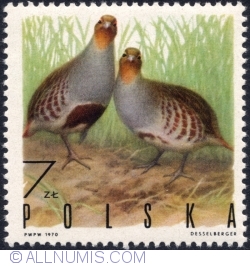 7 Złotych 1970 - Gray partridges