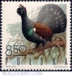 8,40 Złote 1970 - Capercaillie cock giving mating call