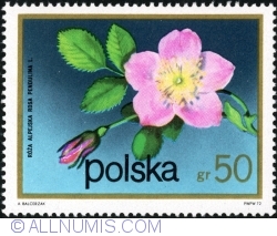 Image #1 of 50 Groszy 1972 - Trandafir de munte (Rosa pendulina L.)
