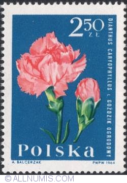 Image #1 of 2,50 złotego 1964 -Carnation (Dianthus caryophyllus)