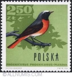 Image #1 of 2,50 złotego 1966 - European redstart.