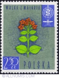 Image #1 of 2,50 złotego- Cinchona flowers.