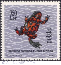 Image #1 of 2,50 złotego- Firebellied toad.