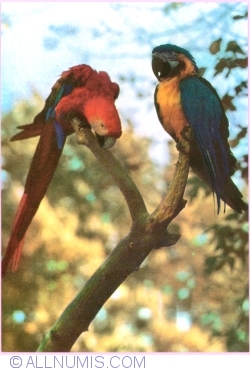 Image #1 of Papagal Ara