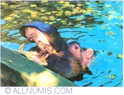 Image #1 of Hippopotamus