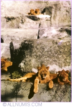 Image #1 of Lions
