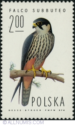 2 Zloty 1975 - Eurasian Hobby (Falco subbuteo)