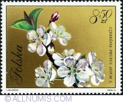 8,50 Złote 1971 - Cireș ( Prunus Avium)