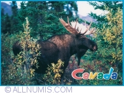 Image #1 of The Canadian Moose (2018)