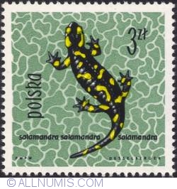 Image #1 of 3 złote - Fire salamander. (Salamandra Salamandra)