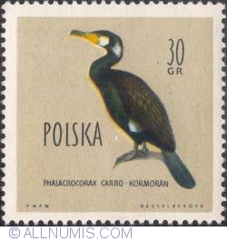 30 groszy- Great cormorant.