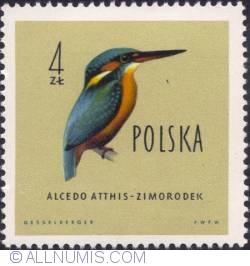Image #1 of 4 złote- European kingfisher.