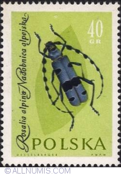Image #1 of 40 groszy- Alpine congicorn beetle.