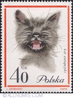 Image #1 of 40 groszy - Kot europejski