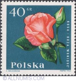 Image #1 of 40 groszy1964 - Rose (Rosa hybrida)