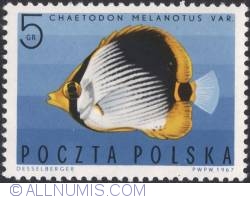Image #1 of 5 Groszy 1967 - Striped Butterflyfish (Chaetodon melanotus)