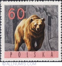 60 groszy1965 - Brown bear