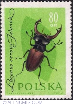 80 groszy - Stag-horned beetle.