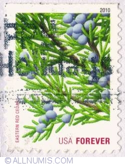 First Class Forever Stamps (44c.)- Eastern Red Cedar