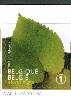 Image #1 of "1" 2012 - Tree Leaf: Morus nigra