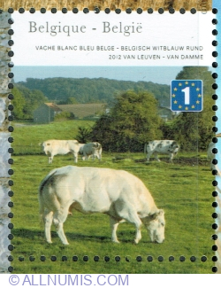 Image #1 of 1 Europe 2012 - Condroz: Vite belgiene albastre-albe (Bos primigenius taurus)